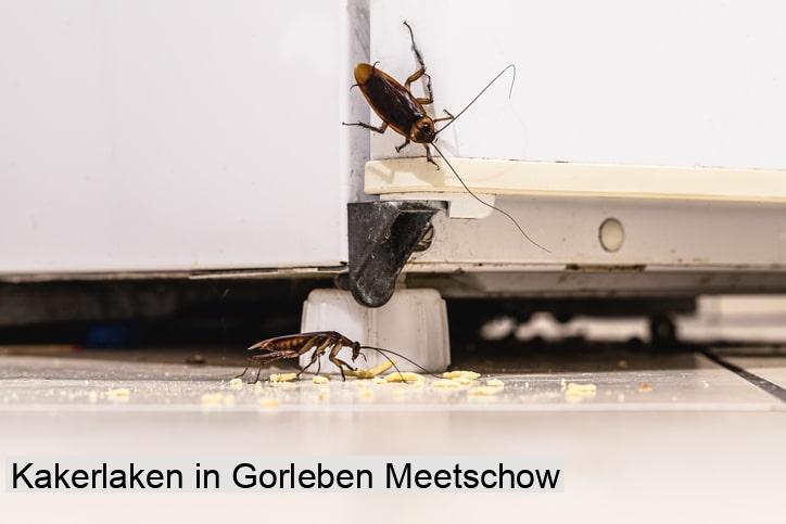 Kakerlaken in Gorleben Meetschow